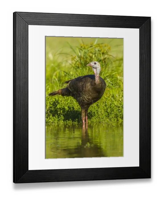 Framed Print : USA, Texas, Hidalgo County. Turkey standing in water Framed Print : USA, Texas, Hidalgo County. Turkey standing in water