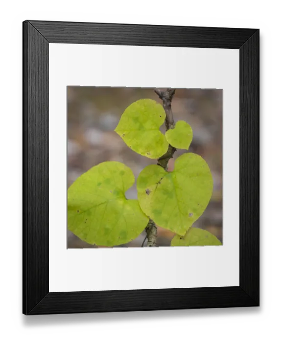 Framed Print : USA, Tennessee. Heart-shaped vine leaves. Credit as: Don Paulson / Jaynes Gallery / DanitaDelimont Framed Print : USA, Tennessee. Heart-shaped vine leaves. Credit as: Don Paulson / Jaynes Gallery / DanitaDelimont