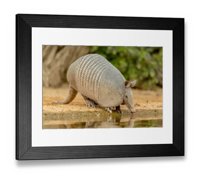 Framed Print : USA, Texas, Gatesville, Santa Clara Ranch. Nine-banded armadillo drinking. Credit as Framed Print : USA, Texas, Gatesville, Santa Clara Ranch. Nine-banded armadillo drinking. Credit as