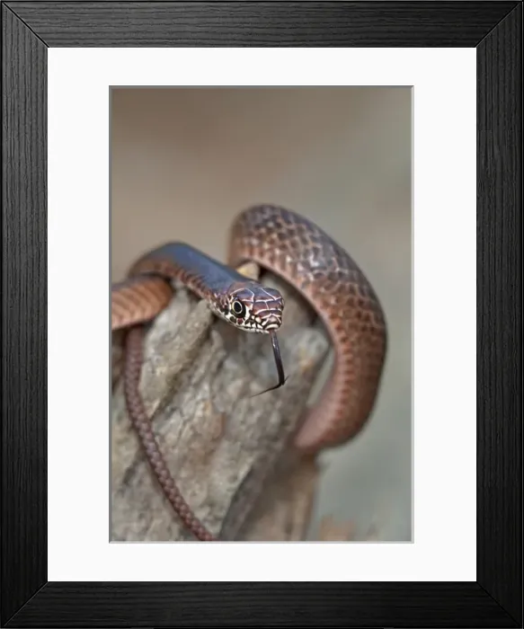 Framed Print : USA, Texas, Boykin Springs. Close-up of juvenile eastern coachwhip snake coils on a fallen tree