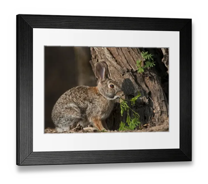 Framed Print : USA, Texas, Santa Clara Ranch. Desert cottontail rabbit eating plant Framed Print : USA, Texas, Santa Clara Ranch. Desert cottontail rabbit eating plant