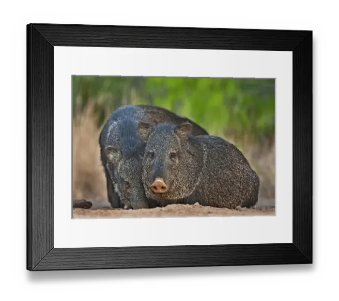 Framed Print : USA, Texas, Santa Clara Ranch. Close-up of two wild javelinas Framed Print : USA, Texas, Santa Clara Ranch. Close-up of two wild javelinas