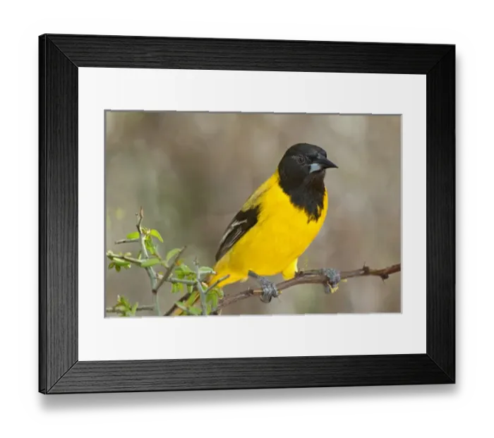 Framed Print : USA, Texas, Santa Clara Ranch. Close-up of Audubons oriole perched on limb. Credit as Framed Print : USA, Texas, Santa Clara Ranch. Close-up of Audubons oriole perched on limb. Credit as