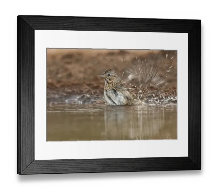 Framed Print : USA, Texas, Santa Clara Ranch. Close-up of Lincolns sparrow bathing in a small waterhole