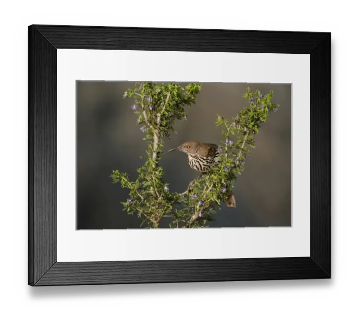 Framed Print : USA, Texas, Santa Clara Ranch. Long-billed thrasher in tree Framed Print : USA, Texas, Santa Clara Ranch. Long-billed thrasher in tree