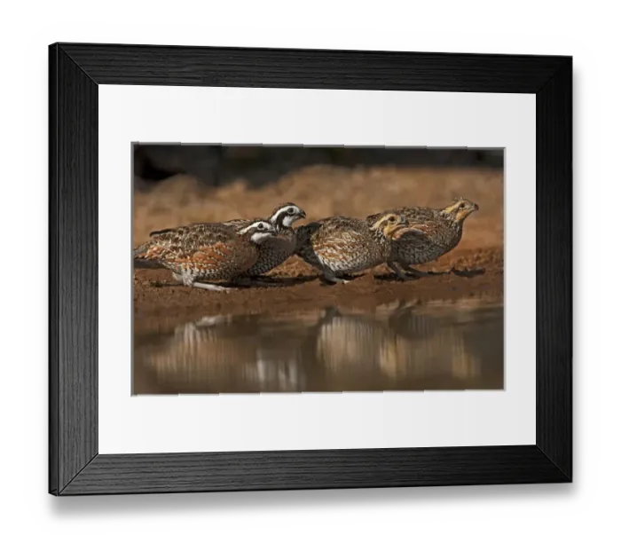Framed Print : USA, Texas, Santa Clara Ranch. Northern bobwhites gather at a pond to drink. Credit as