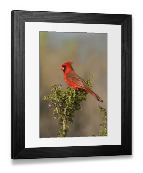 Framed Print : USA, Texas, Santa Clara Ranch. Male northern cardinal atop tree limb Framed Print : USA, Texas, Santa Clara Ranch. Male northern cardinal atop tree limb