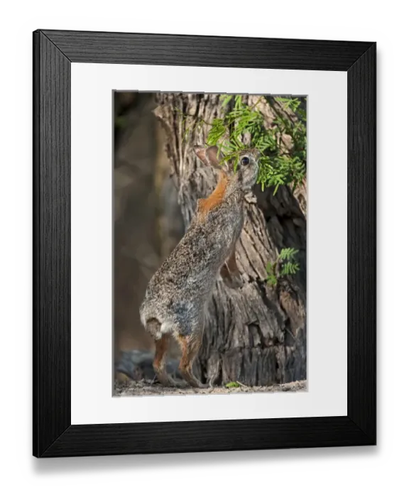 Framed Print : USA, Texas, Santa Clara Ranch. Desert cottontail rabbit eating plant Framed Print : USA, Texas, Santa Clara Ranch. Desert cottontail rabbit eating plant