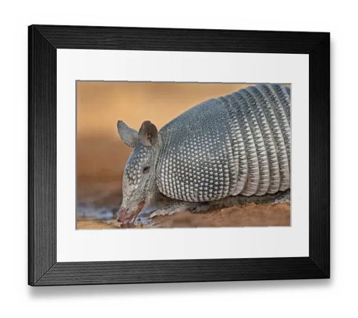 Framed Print : USA, Texas, Santa Clara Ranch. Wild nine-banded armadillo drinks at a small pond