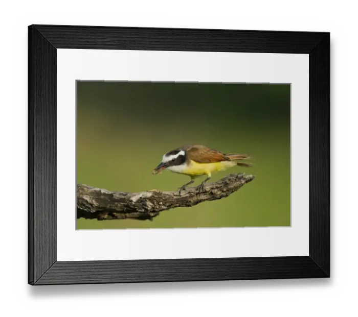Framed Print : USA, Texas, Hidalgo County, Laguna Seca Ranch. Great kiskadee bird feeds on water bug Framed Print : USA, Texas, Hidalgo County, Laguna Seca Ranch. Great kiskadee bird feeds on water bug
