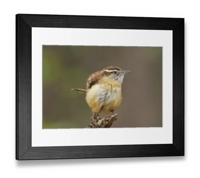 Framed Print : USA, Texas, Texas Hill Country. Carolina wren ruffles its feathers while perched Framed Print : USA, Texas, Texas Hill Country. Carolina wren ruffles its feathers while perched