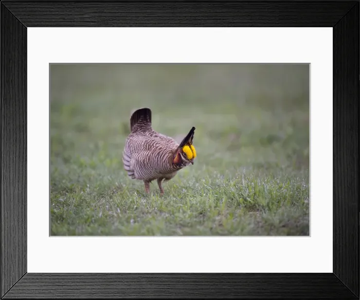 Framed Print : USA, Texas, Panhandle, Canadian. Male lesser prairie chicken struts and displays at a lek Framed Print : USA, Texas, Panhandle, Canadian. Male lesser prairie chicken struts and displays at a lek