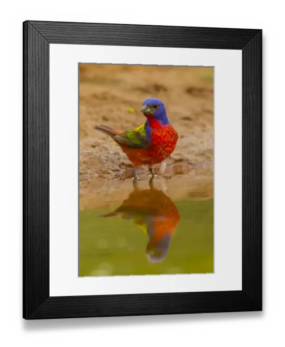 Framed Print : USA, Texas, Hidalgo County. Close-up of male painted bunting reflected in water. Credit as