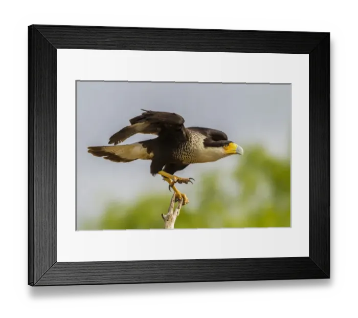 Framed Print : USA, Texas, Hidalgo County. Adult crested caracara on tree stump Framed Print : USA, Texas, Hidalgo County. Adult crested caracara on tree stump