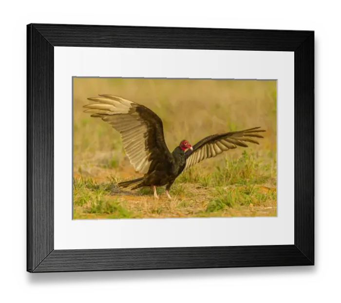 Framed Print : USA, Texas, Hidalgo County. Close-up of turkey vulture on ground Framed Print : USA, Texas, Hidalgo County. Close-up of turkey vulture on ground