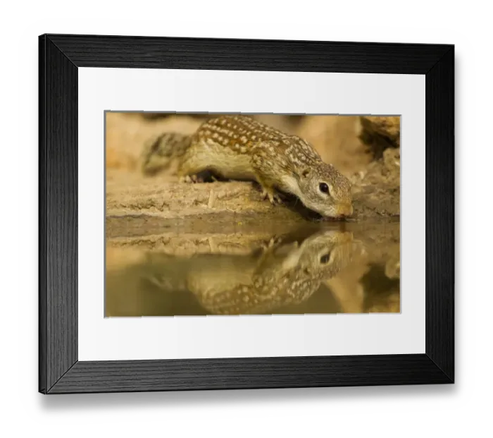 Framed Print : USA, Texas, Hidalgo County. Mexican ground squirrel drinking