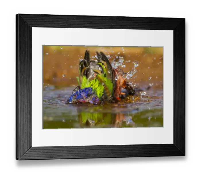 Framed Print : USA, Texas, Hidalgo County. Male painted bunting bathing Framed Print : USA, Texas, Hidalgo County. Male painted bunting bathing