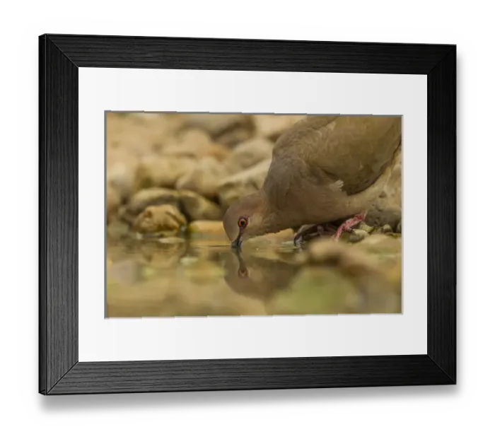 Framed Print : USA, Texas, Hidalgo County. White-winged dove drinking Framed Print : USA, Texas, Hidalgo County. White-winged dove drinking