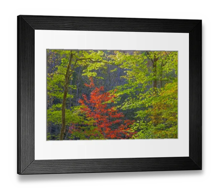 Framed Print : USA, Tennessee. Autumn foliage in Cherokee National Forest Framed Print : USA, Tennessee. Autumn foliage in Cherokee National Forest