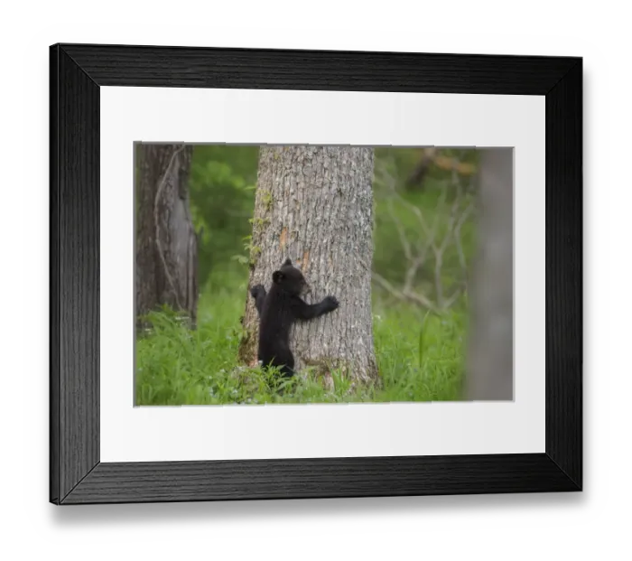 Framed Print : USA, Tennessee, Great Smoky Mountains National Park. Black bear cub prepares to climb tree