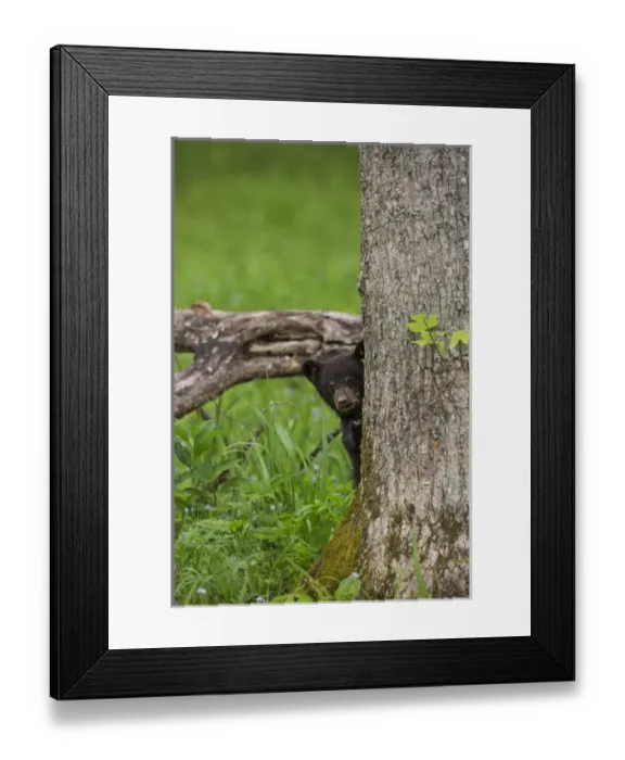 Framed Print : USA, Tennessee, Great Smoky Mountains National Park. Cautious black bear cub. Credit as