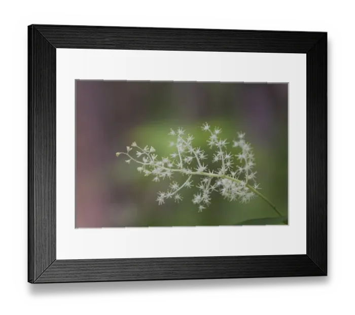 Framed Print : USA, Tennessee, Great Smoky Mountains National Park. False Solomons seal flowers