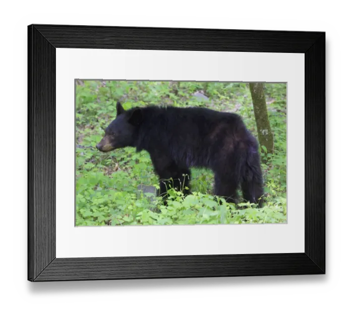 Framed Print : USA; North America; Tennesse; Young black bear in the spring in the Smokies Framed Print : USA; North America; Tennesse; Young black bear in the spring in the Smokies