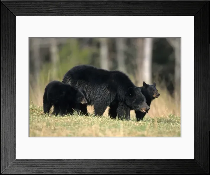 Framed Print : Black Bear (Ursus americanus) female with cubs (2), Great Smoky Mountains NP, TN