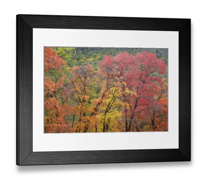 Framed Print : USA, Texas, Guadalupe Mountains National Park. Scenic of McKittrick Canyon. Credit as