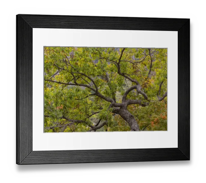 Framed Print : USA, Texas, Guadalupe Mountains National Park Framed Print : USA, Texas, Guadalupe Mountains National Park