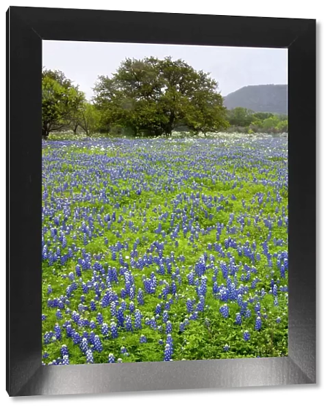 Hill Country, Texas, Bluebonnets and Oak tree