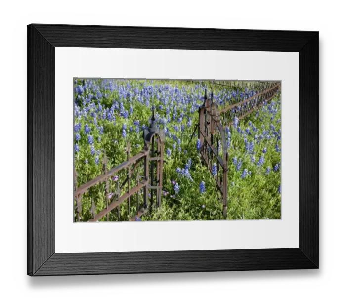 Framed Print : Hill Country, Texas, Bluebonnets and flox surrounding a cemetary gate and fence Framed Print : Hill Country, Texas, Bluebonnets and flox surrounding a cemetary gate and fence
