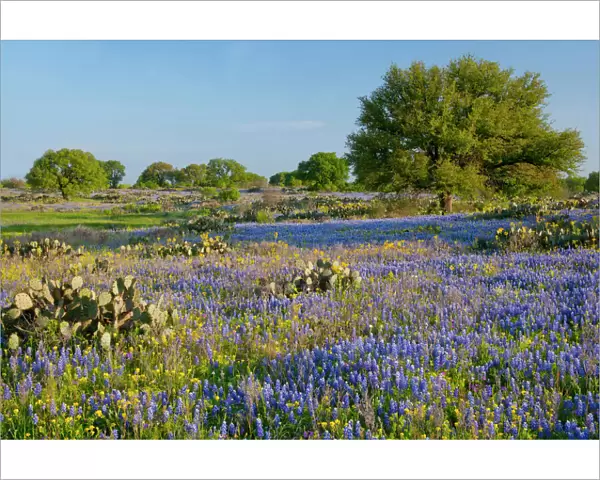 Hill Country, Texas, Bluebonnets, Oak Trees, and cactus