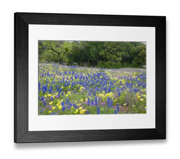 Framed Print : Hill Country, Texas, Bluebonnets, primrose, and flox blanketing the ground in front Framed Print : Hill Country, Texas, Bluebonnets, primrose, and flox blanketing the ground in front