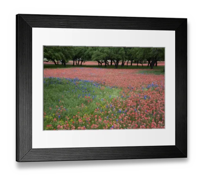 Framed Print : Hill Country, Texas, Indian Paint Brush and bluebonnets carpet the landscape before Framed Print : Hill Country, Texas, Indian Paint Brush and bluebonnets carpet the landscape before