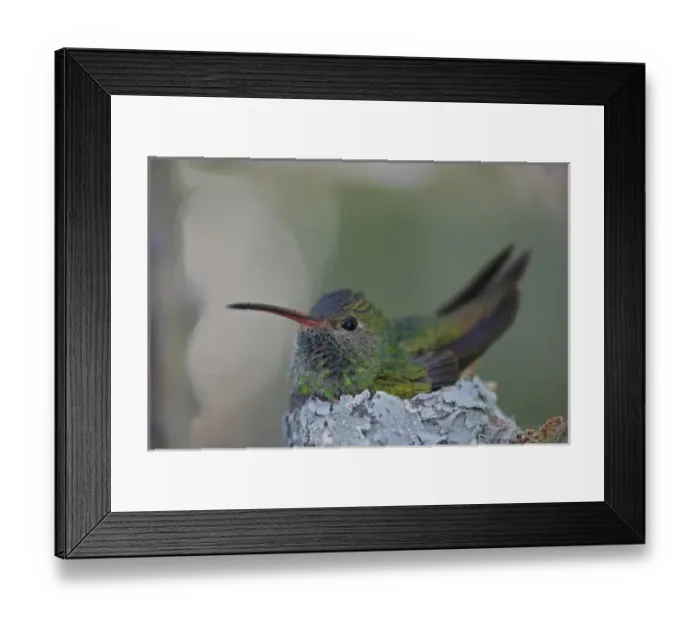 Framed Print : USA, Texas, Raymondville. Detail of buff-bellied hummingbird sitting on nest atop a cactus plant Framed Print : USA, Texas, Raymondville. Detail of buff-bellied hummingbird sitting on nest atop a cactus plant