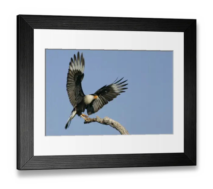 Framed Print : USA, Texas, Linn, Cozad Ranch. Crested caracara landing on tree branch. Credit as Framed Print : USA, Texas, Linn, Cozad Ranch. Crested caracara landing on tree branch. Credit as