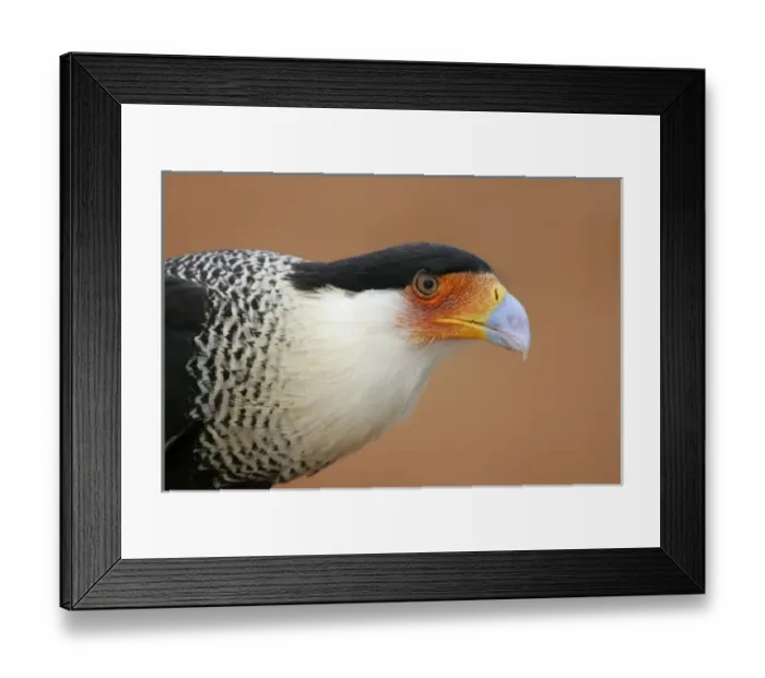 Framed Print : USA, Texas, Linn, Cozad Ranch. Portrait of crested caracara head against red dirt