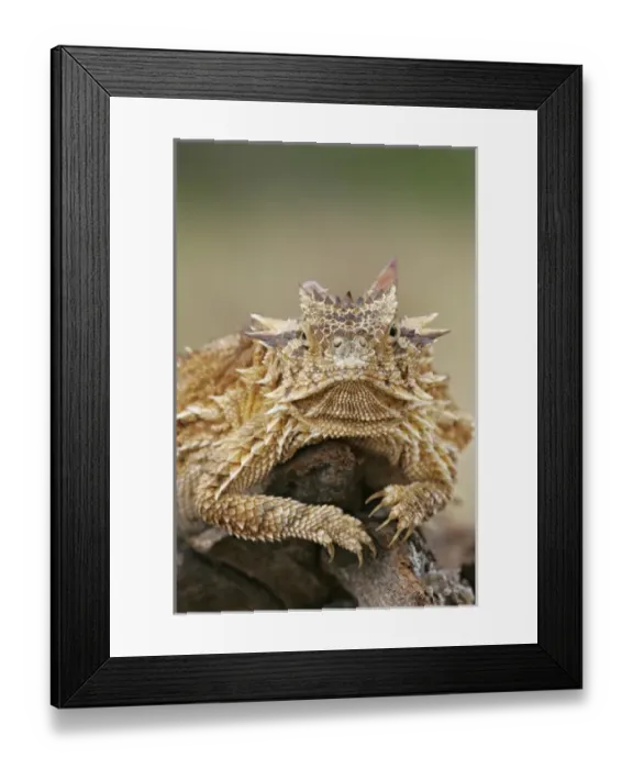 Framed Print : USA, Texas, Linn, Cozad Ranch. Horned lizard or toad rests on tree stump Framed Print : USA, Texas, Linn, Cozad Ranch. Horned lizard or toad rests on tree stump