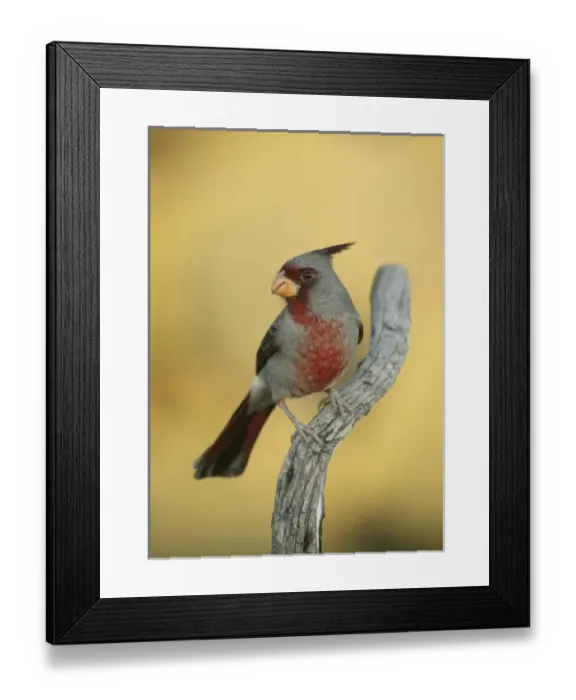 Framed Print : USA, Texas, Roma. Close-up of male phyrrhuloxia bird on tree branch Framed Print : USA, Texas, Roma. Close-up of male phyrrhuloxia bird on tree branch