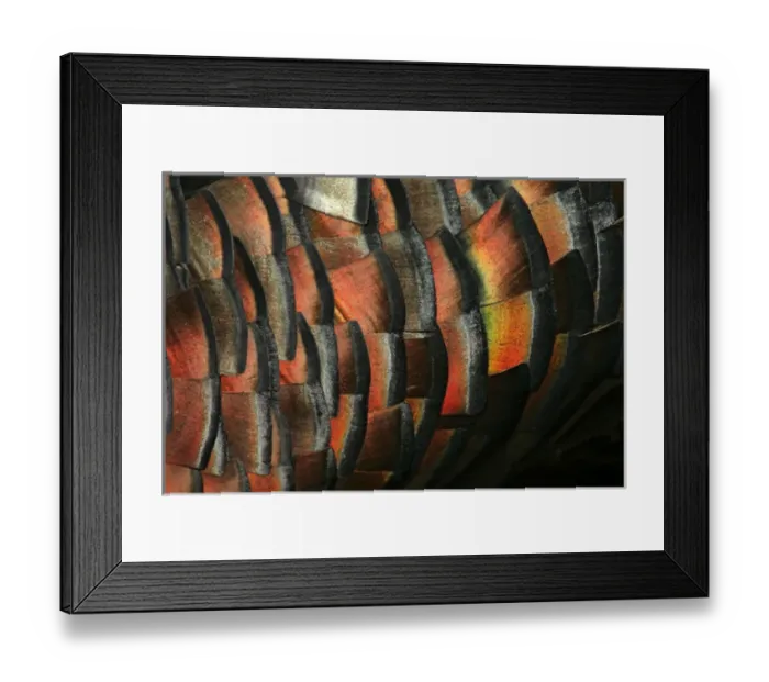 Framed Print : USA, Texas, Hidalgo County, Las Colmenas Ranch. Wild turkey feather close-up. Credit as Framed Print : USA, Texas, Hidalgo County, Las Colmenas Ranch. Wild turkey feather close-up. Credit as