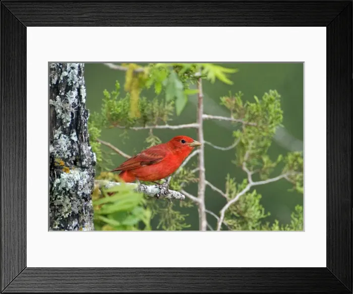 Framed Print : USA, Texas, Hill Country. Male summer tanager on tree limb Framed Print : USA, Texas, Hill Country. Male summer tanager on tree limb