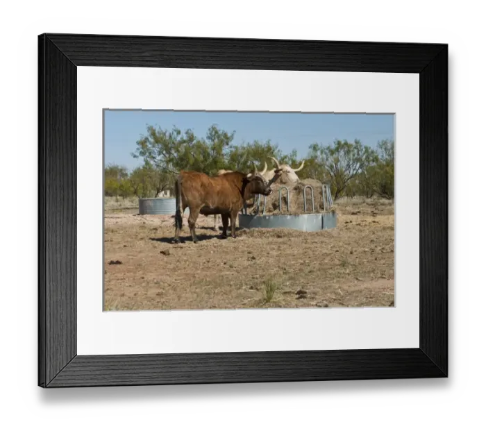 Framed Print : North America, USA, Texas, Panhandle, Palo Duro Canyon, Texas Longhorn Steers