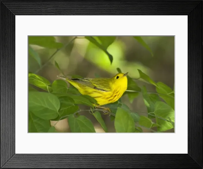 Framed Print : USA, Texas, South Padre Island. Male yellow warbler in shrubs
