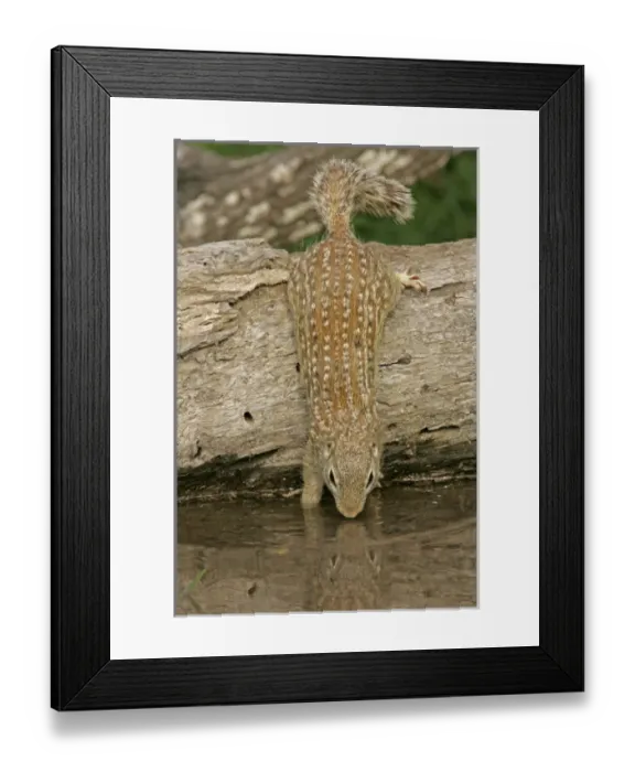 Framed Print : USA, Texas, Starr County. Mexican ground squirrel drinking