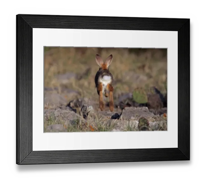 Framed Print : USA, Texas, Kimble County. Rear view of cottontail rabbit running and jumping. Credit as Framed Print : USA, Texas, Kimble County. Rear view of cottontail rabbit running and jumping. Credit as
