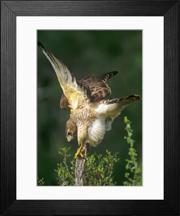 Framed Print : USA, Texas, Rio Grande Valley, McAllen. Close-up of wild red-shouldered hawk perched Framed Print : USA, Texas, Rio Grande Valley, McAllen. Close-up of wild red-shouldered hawk perched