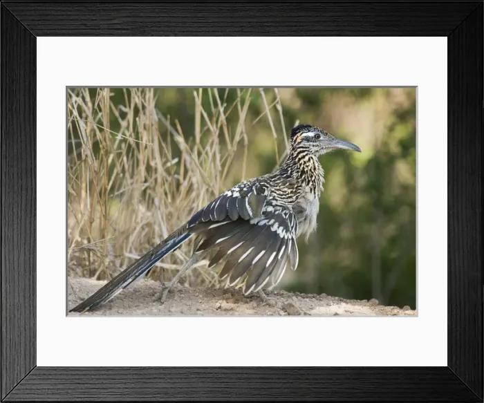 Framed Print : USA, Texas, Starr County. Close-up of greater roadrunner on ground Framed Print : USA, Texas, Starr County. Close-up of greater roadrunner on ground