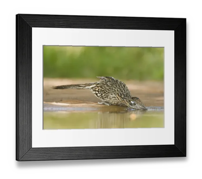 Framed Print : USA, Texas, Rio Grande Valley. Close-up of adult greater roadrunner bird drinking at a pond Framed Print : USA, Texas, Rio Grande Valley. Close-up of adult greater roadrunner bird drinking at a pond