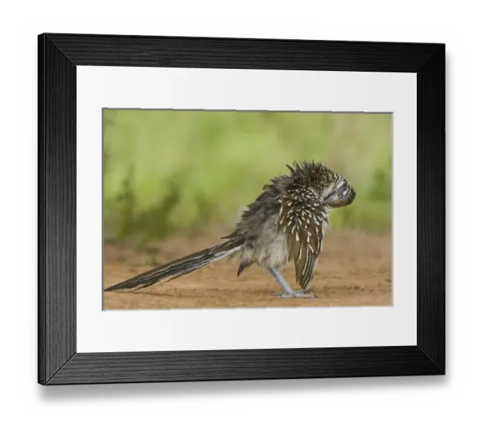Framed Print : USA, Texas, Rio Grande Valley. Close-up of adult greater roadrunner bird grooming Framed Print : USA, Texas, Rio Grande Valley. Close-up of adult greater roadrunner bird grooming